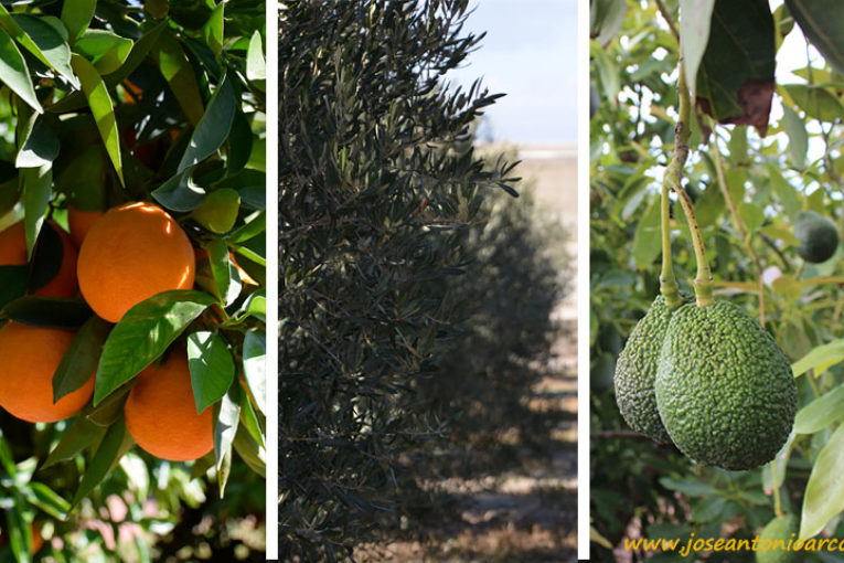 Green Has lanza nuevas herramientas para producción ecológica