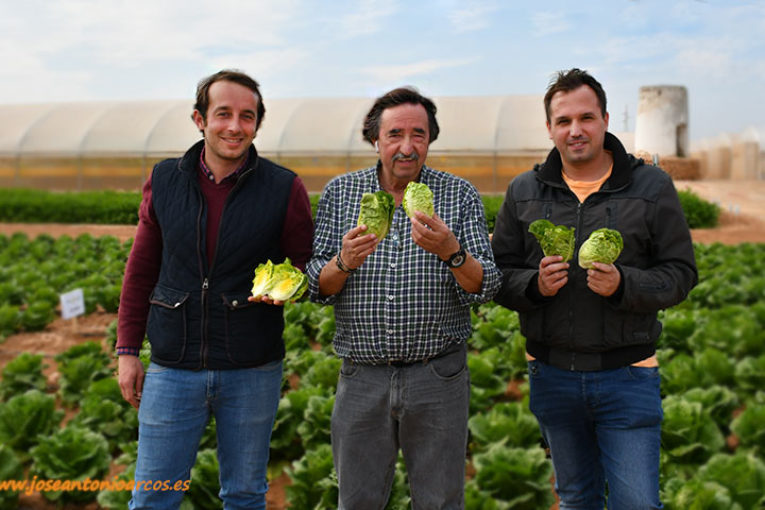 Las lechugas españolas de Ramiro Arnedo