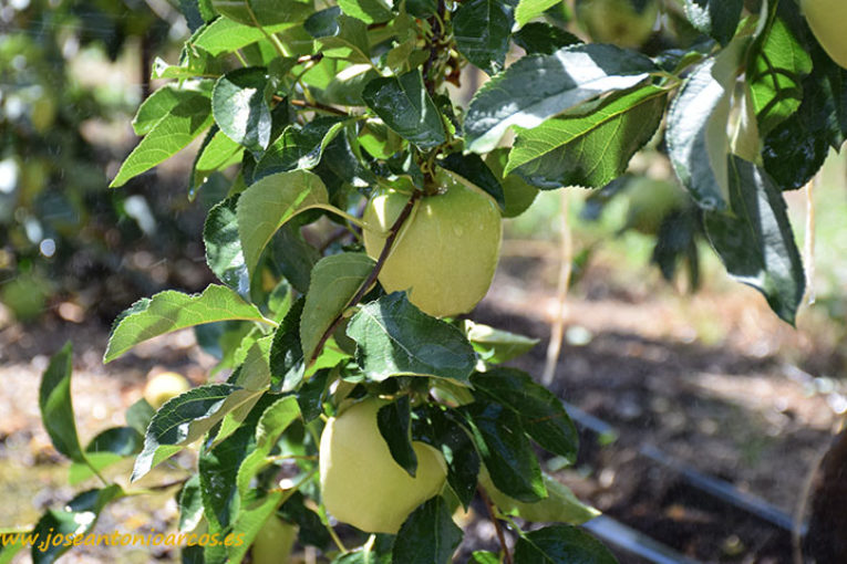 El coronavirus dispara las ventas de manzanas y peras