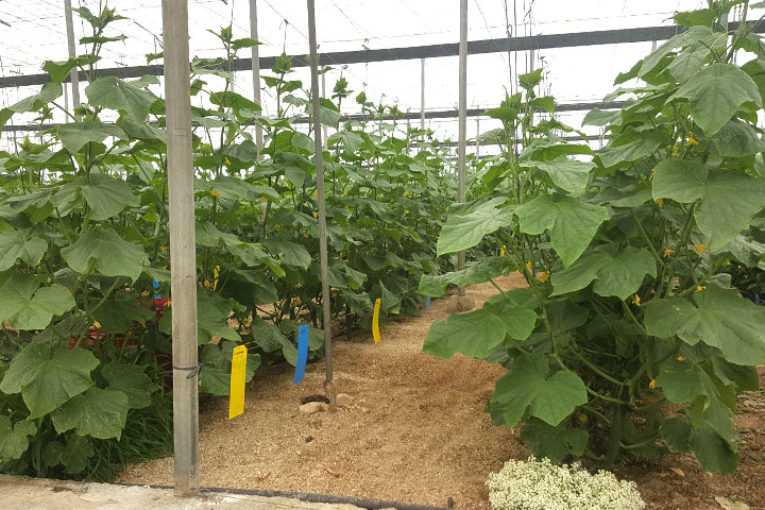 Tesoro, el pepino que despega 'como un cohete'