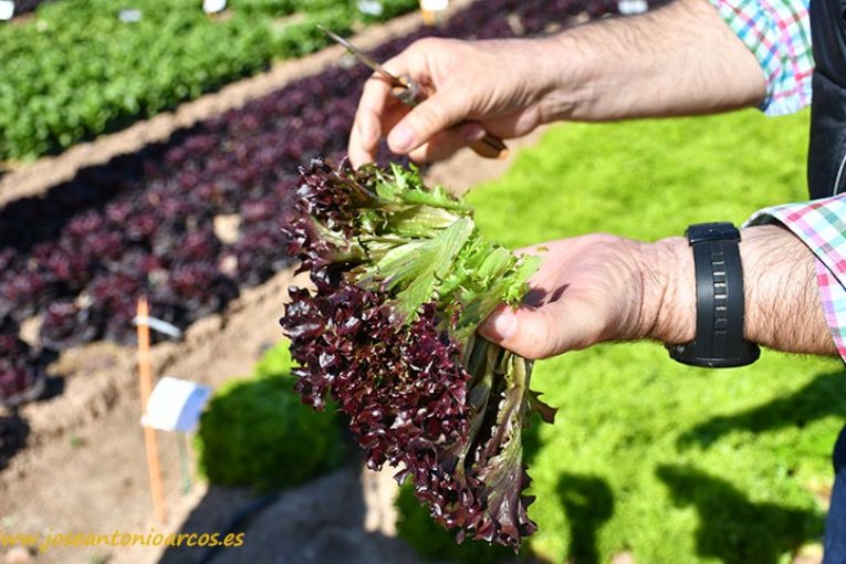 La alternativa a la lechuga baby leaf