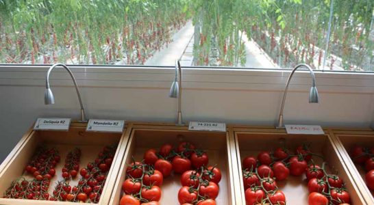 Vitrina de tomate de Rijk Zwaan. /joseantonioarcos.es