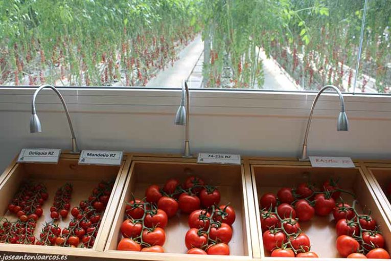 La mejora genética en tomate incorpora más resistencias a virosis