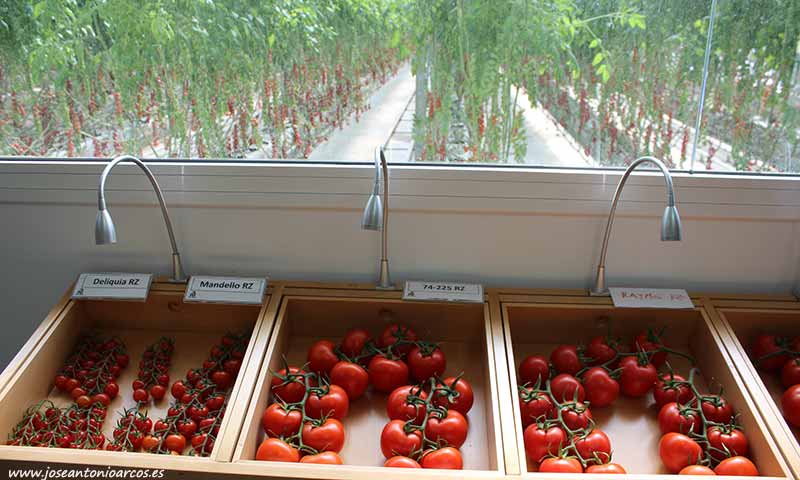 La mejora genética en tomate incorpora más resistencias a virosis