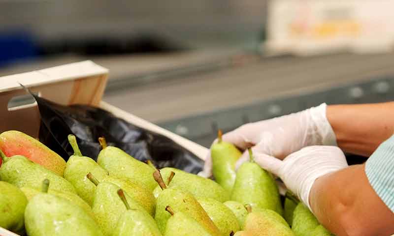 Afrucat hace un pedido a China de EPIS para las cooperativas de fruta