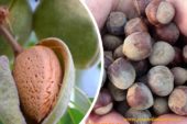 La almendra y la avellana consolidan su crecimiento en España