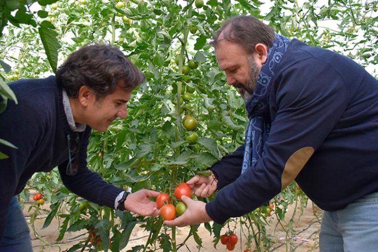 Tomate y pimiento para potenciar el sistema inmune