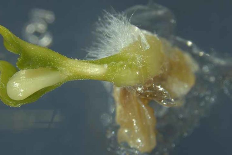 Variedades hortícolas en tiempo récord