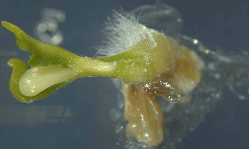 Ejemplo de producción de individuos dobles haploides en berenjena realizada por Seeds4i. /joseantonioarcos.es