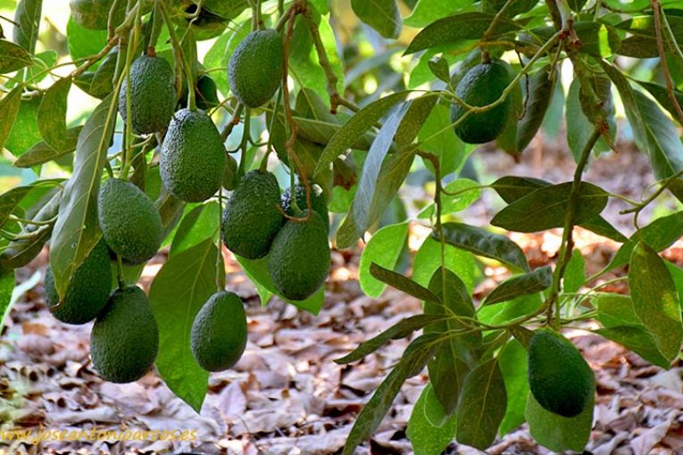 Abril, mes clave en el cuajado de aguacates