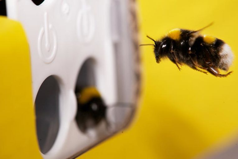 Trianum y Vidi Terrum mejoran la formación de la flor y la calidad del polen