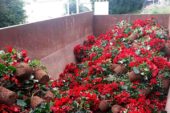 Ornamentales y flores, al contenedor