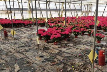 El sector ornamental pide abrir centros de jardinería y floristerías