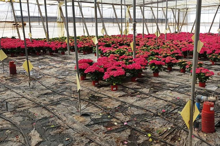 El sector ornamental pide abrir centros de jardinería y floristerías