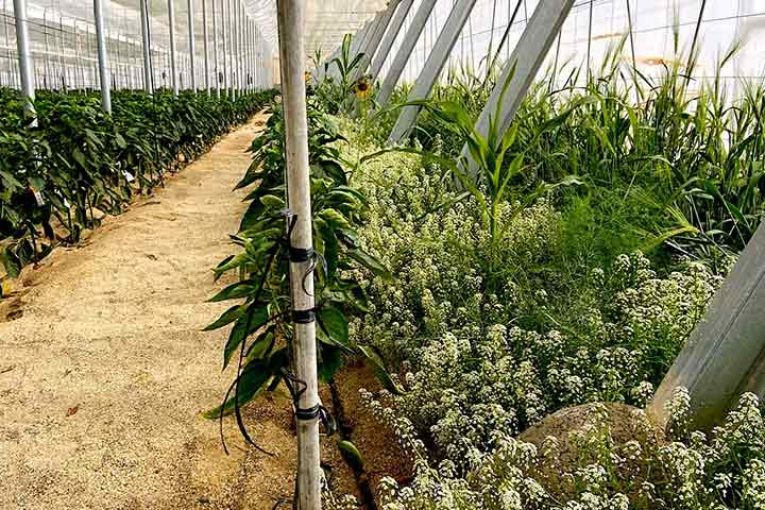 Parasitoides y plantas refugio claves para control biológico en pulgón