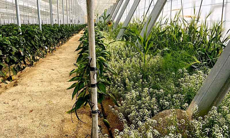 Seto vegetal con varias especies de plantas reservorio en un invernadero con pimiento. /joseantonioarcos.es