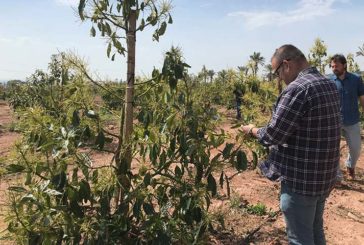 Ecoculture facilita el cultivo de aguacate en zonas emergentes como Castellón