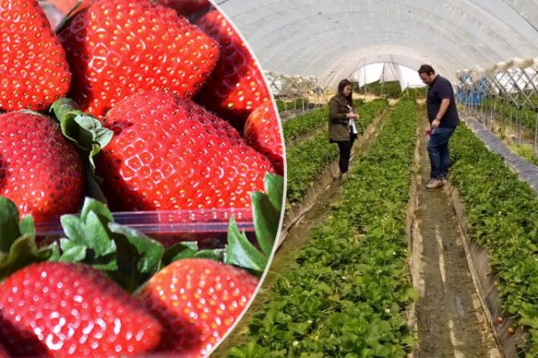 FruitCare investiga alternativas viables a la reducción de materias activas