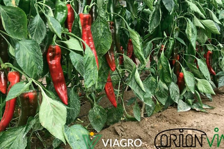 ORION-VIA ciencia aplicada a la fertirrigación