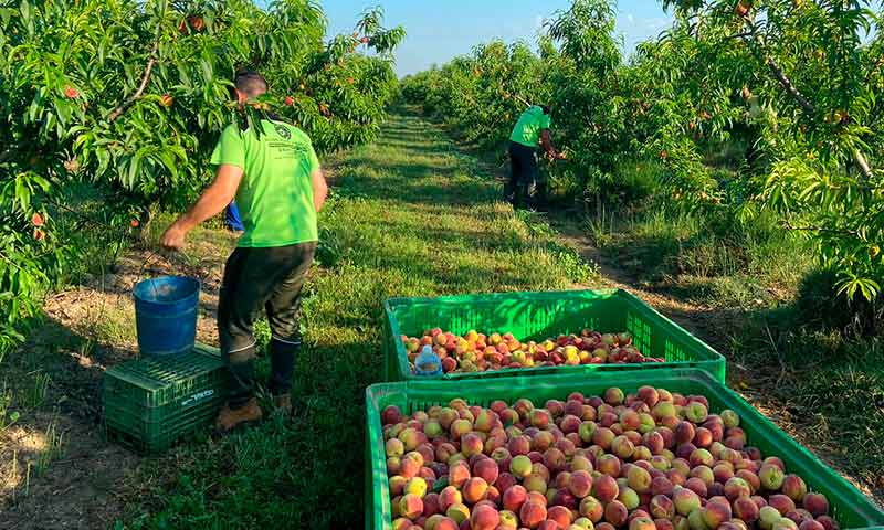 UPA enumera las «malas prácticas» de la distribución con la fruta de temporada