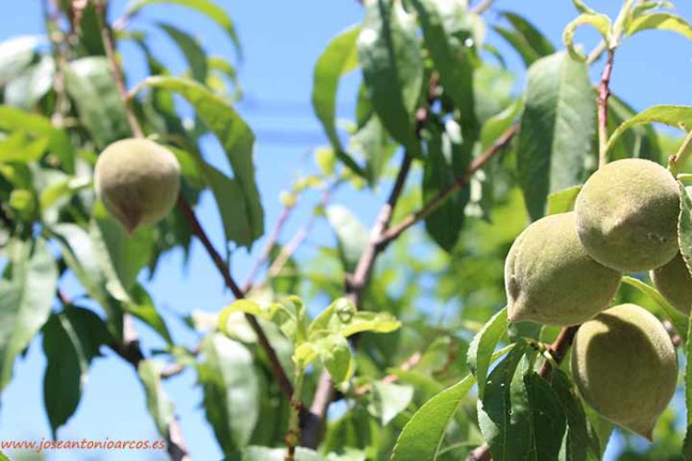 ¿Cómo aumentar el tamaño y el color en frutales de hueso?
