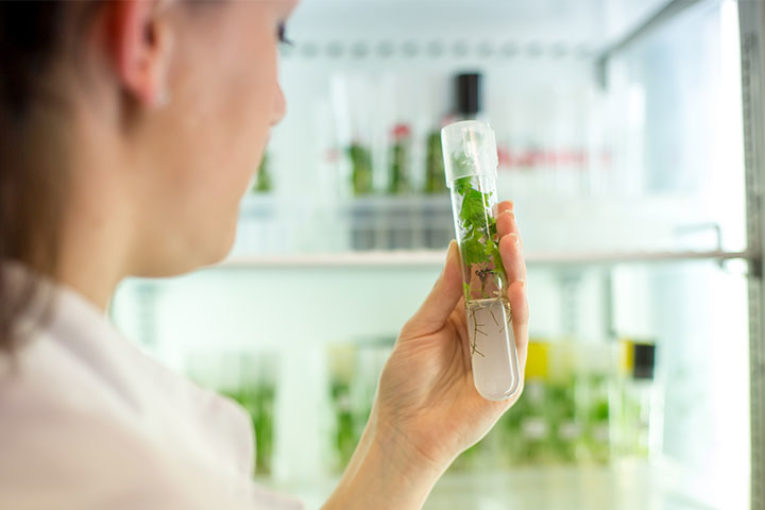 ValGenetics plantea cambios disruptivos en biotecnología vegetal post Covid