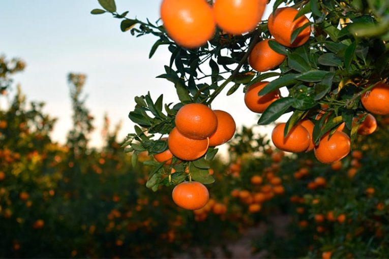 Mandarina Spring Sunshine crea su asociación de productores