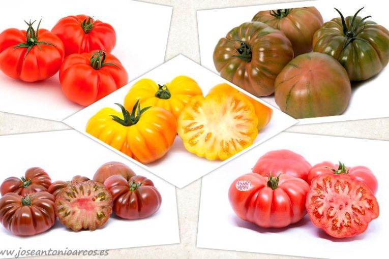 Yuksel Seeds presenta sus especialidades de sabor