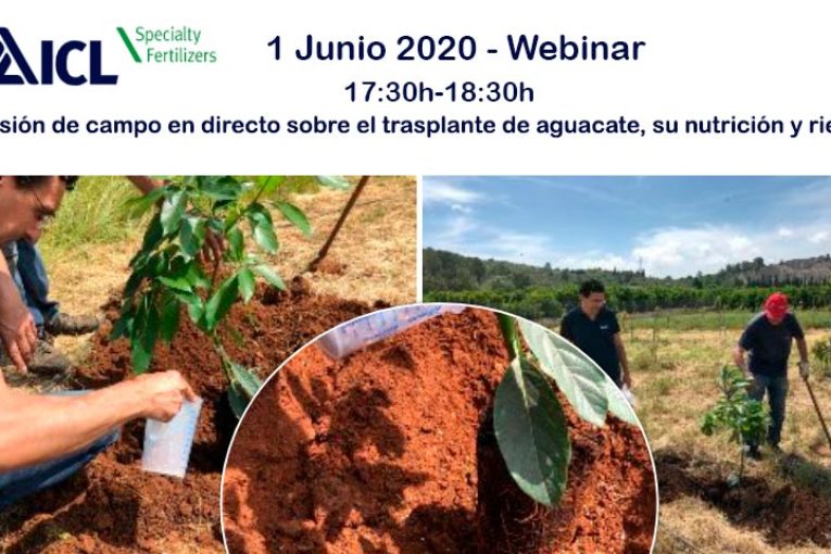 Día 1 de junio. Sesión de campo sobre trasplante de aguacate, nutrición y riego