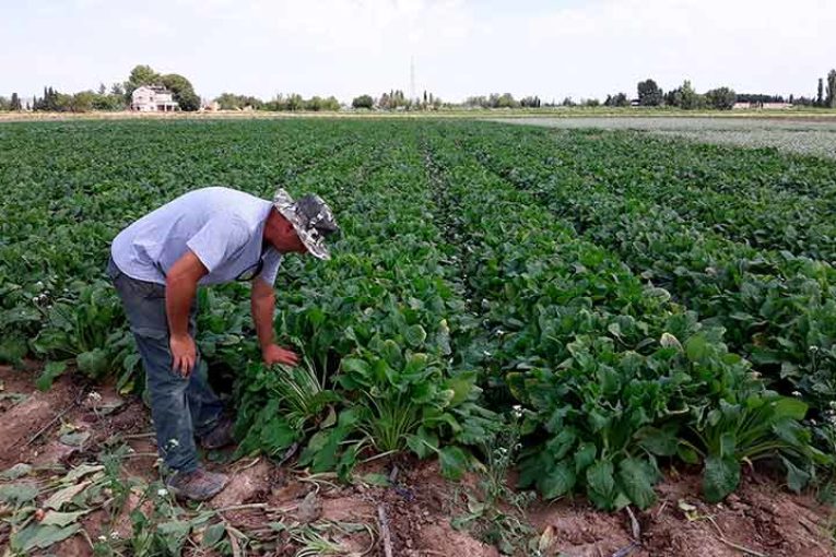 Borraja, un cultivo tradicional que no pasa de moda