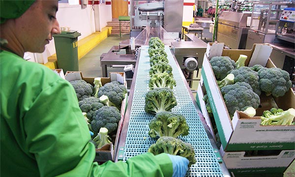 Los españoles consumen más brócoli que nunca-joseantonioarcos.es