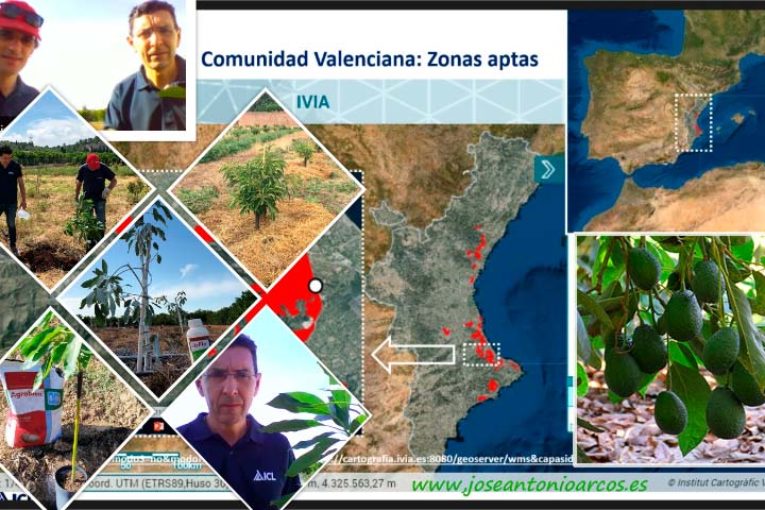Ensayos de campo de aguacate en Valencia con ICL