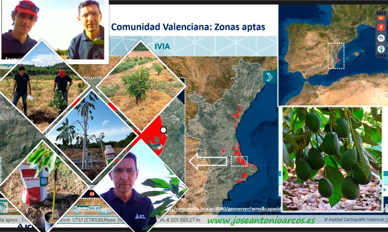 Ensayos de campo de aguacate en Valencia con ICL