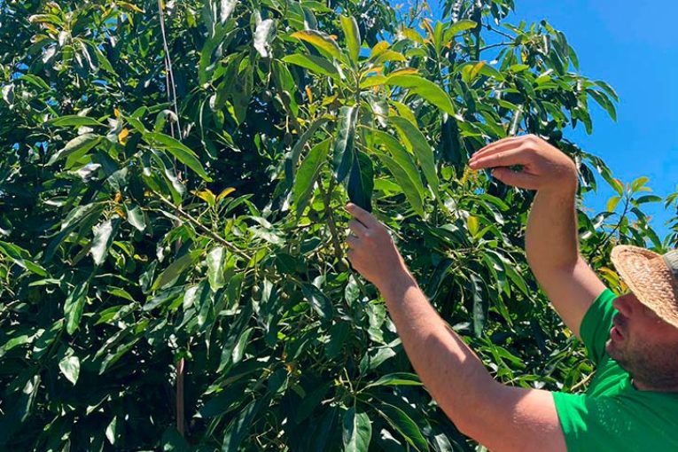 Deshidratación, rajados o estrés hídrico son problemas en el cultivo de verano