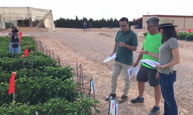 Asfertglobal logra en pimiento en Murcia ahorrar un 50% de abono