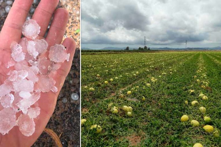 Murcia garantiza el suministro de melón y sandía pese al granizo de esta semana