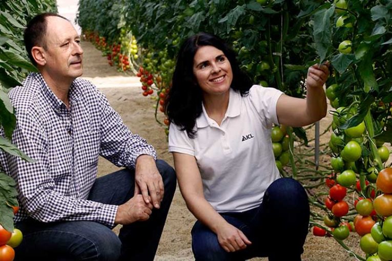 Fertilizantes líquidos para fertirrigación de ICL en cultivo de tomate