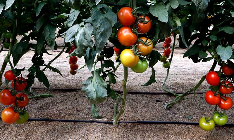 la precisión de Nutri Liquid Perfect Fit en cultivo de tomate-joseantonioarcos.es