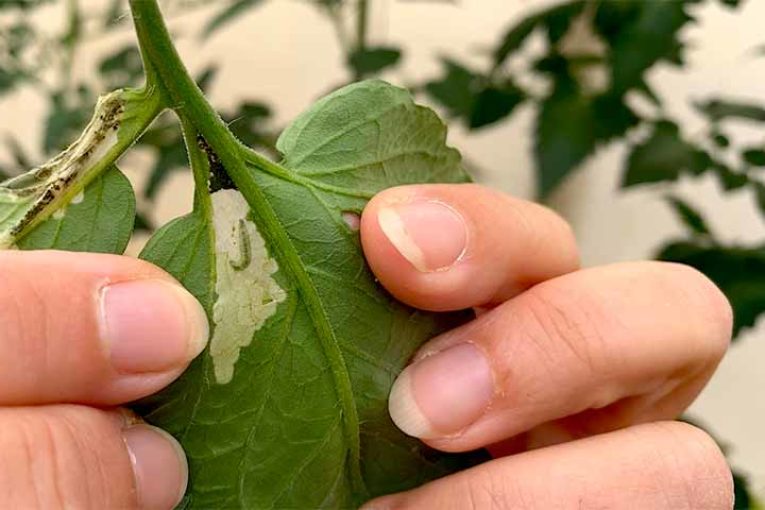 Nematodos beneficiosos contra orugas en pimiento y Tuta en tomate