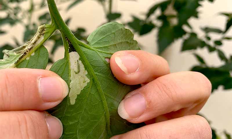 Nematodos beneficiosos contra orugas en pimiento y Tuta en tomate