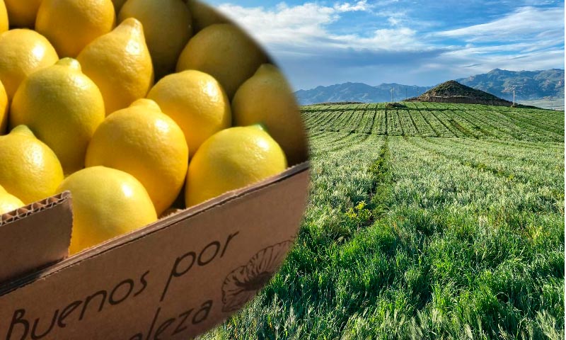 Campojoyma cultiva 160 Has de limón en Níjar y Los Gallardos