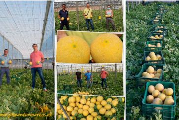 La japonesa Takii consolida su melón galia en Almería