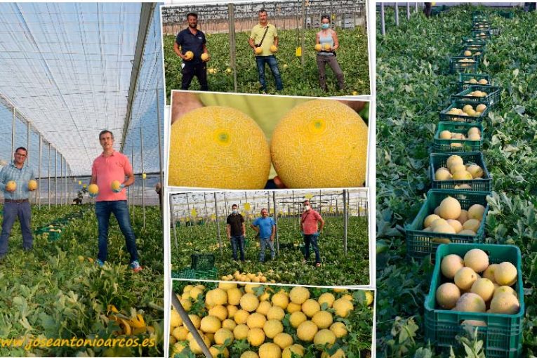 La japonesa Takii consolida su melón galia en Almería