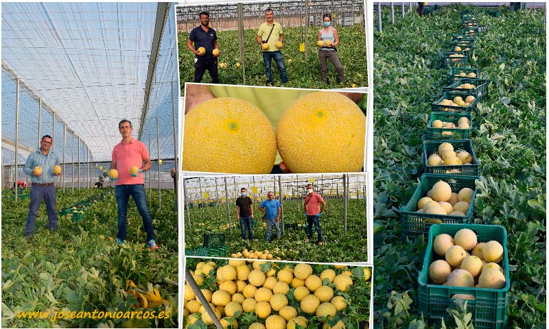 La japonesa Takii consolida su melón galia en Almería