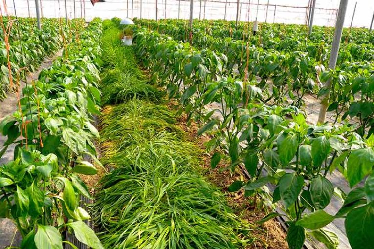 Setos vegetales y plantas refugio para la supervivencia de los auxiliares