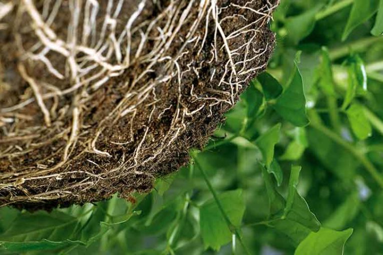 Koppert recomienda devolver al suelo la biodiversidad perdida tras la desinfección