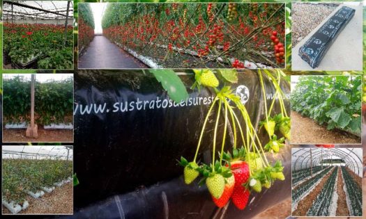 Sustrato de Fibra de Coco para Hidroponía - Danuta Farms