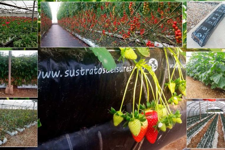 Sustratos del Sureste innova con su hidroponía de coco ya hidratada