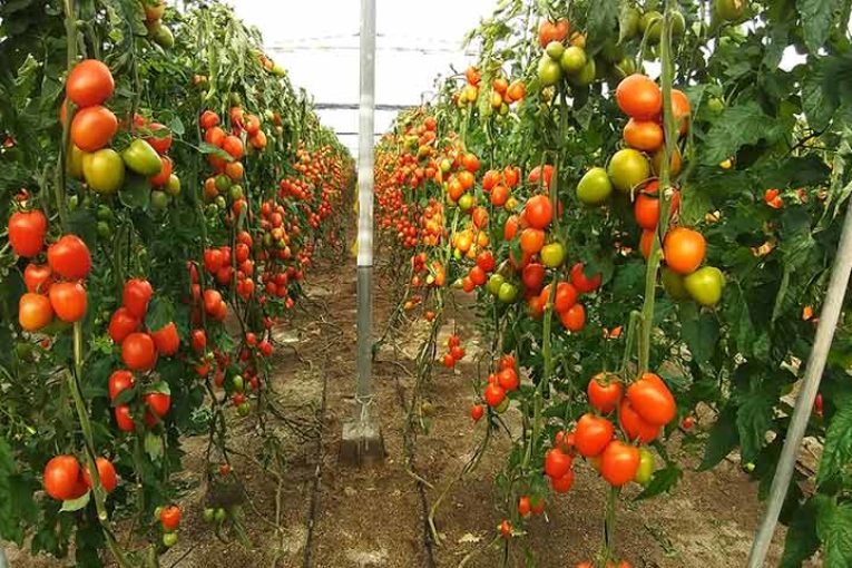 Nunhems lanza un pera para vender en mercado nacional y de exportación