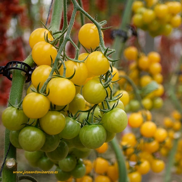 TT 715. Cherry amarillo de Tomatech. /joseantonioarcos.es